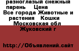разноглазый снежный парень. › Цена ­ 10 000 - Все города Животные и растения » Кошки   . Московская обл.,Жуковский г.